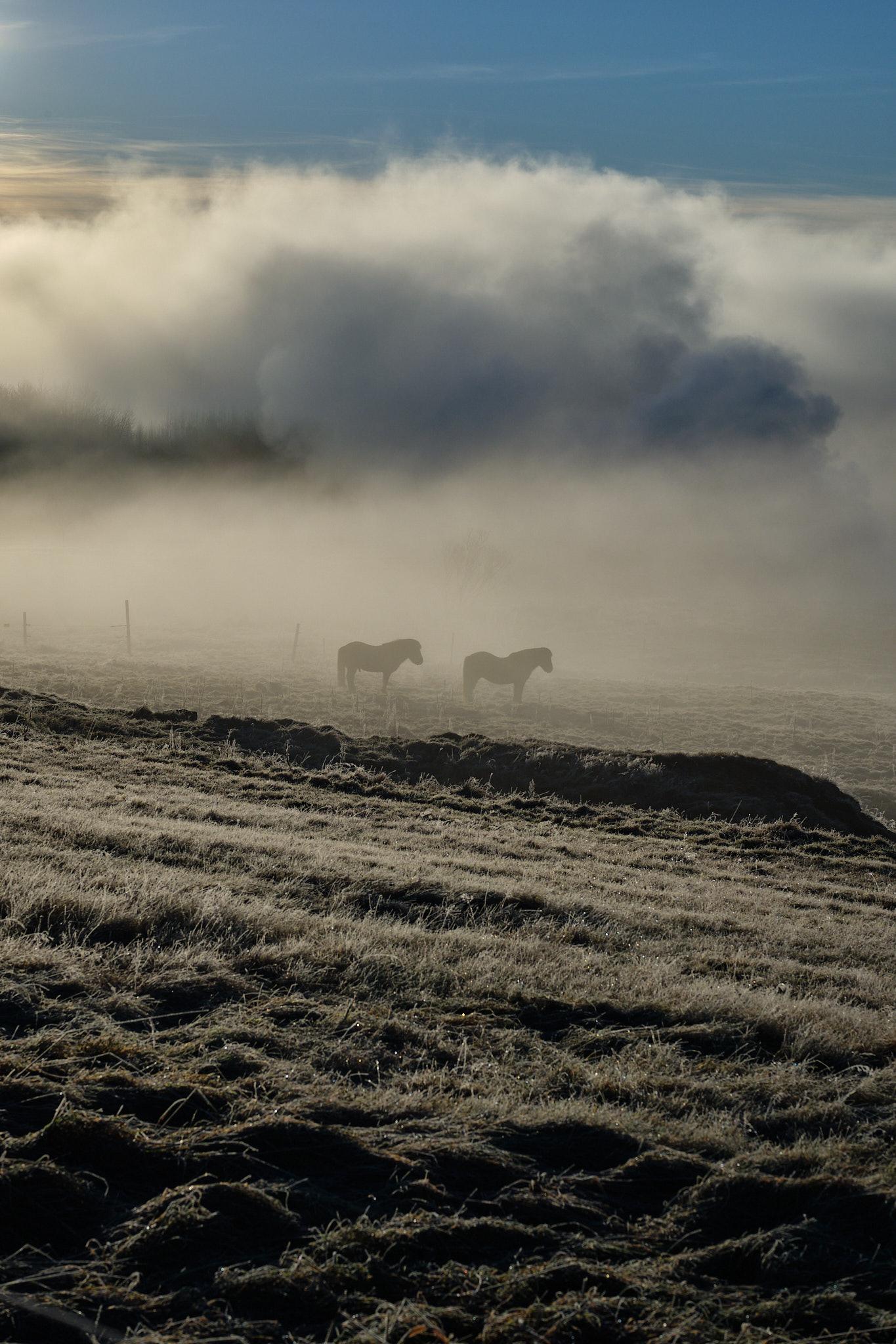 Two horses standing in the mist