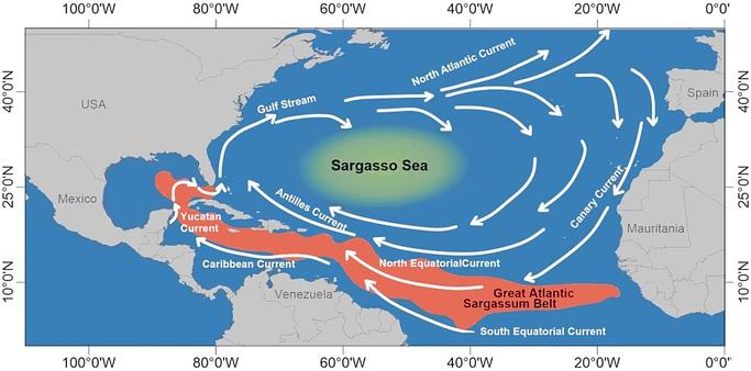 image/jpeg a map of the Great Atlantic Sargassum Belt, shown in red along the equator from Africa to the Caribbean Sea, south of the Sargasso Sea. Typical ocean currents in the North Atlantic show the belt moves from east to west along the equator. CC-BY-SA 4.0.
https://doi.org/10.3389/fmars.2021.768470