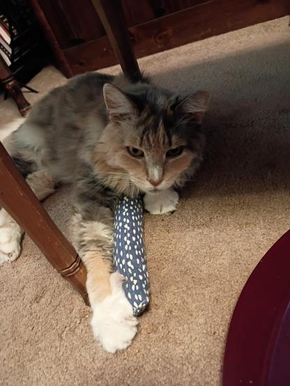 Feral cat Diana living her best life inside with her favorite people!