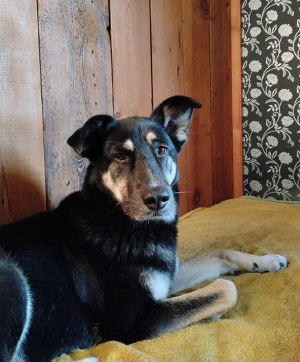 A dog is lying on a yellow towel on a bed looking straight to the bun-eating hooman of hers. She'd love some, too.
