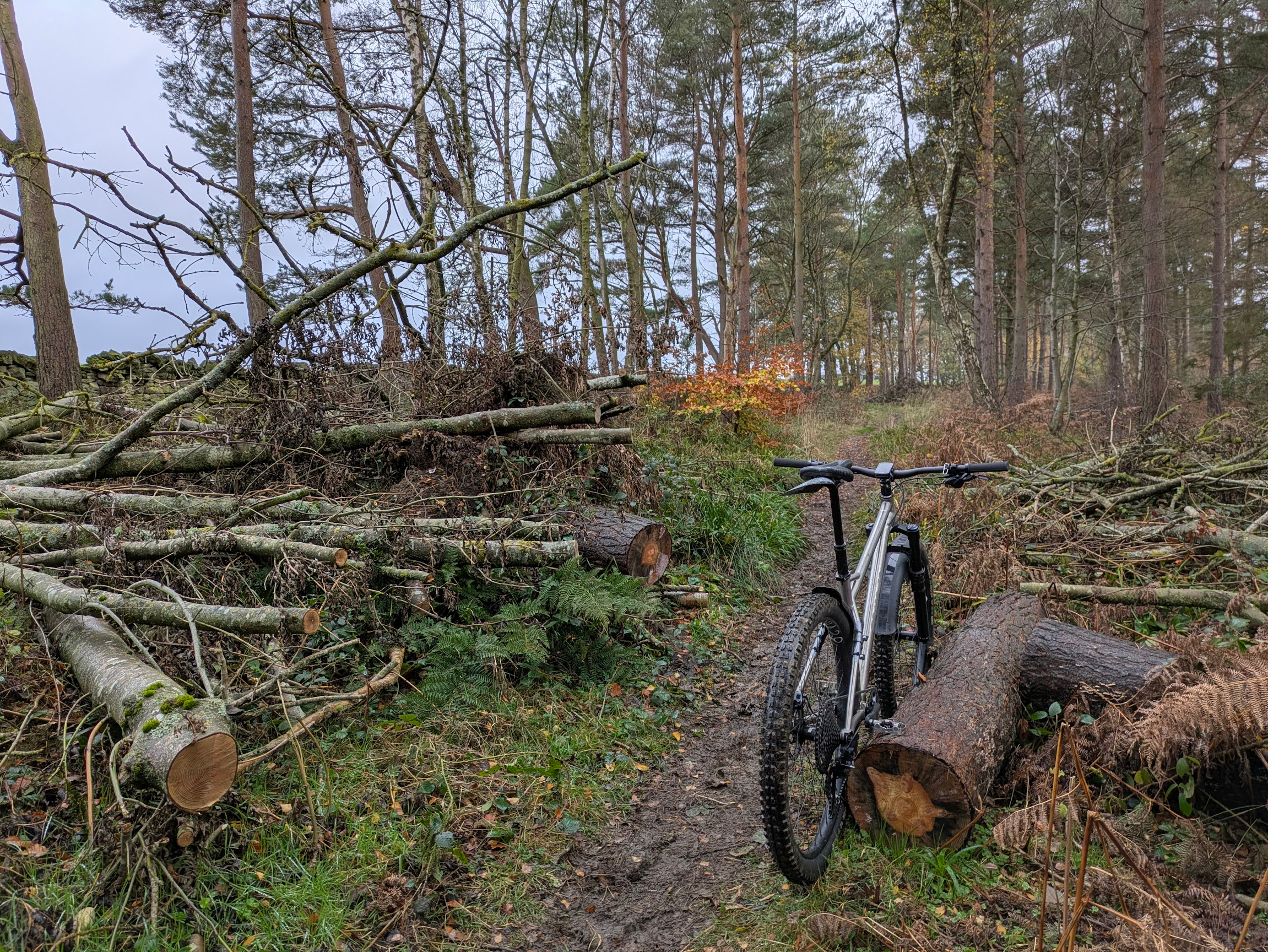 Rough trail some woods. A tree that was recently across the path has been cut to leave the path clear. There is a mountain bike propped against one of the remaining logs.