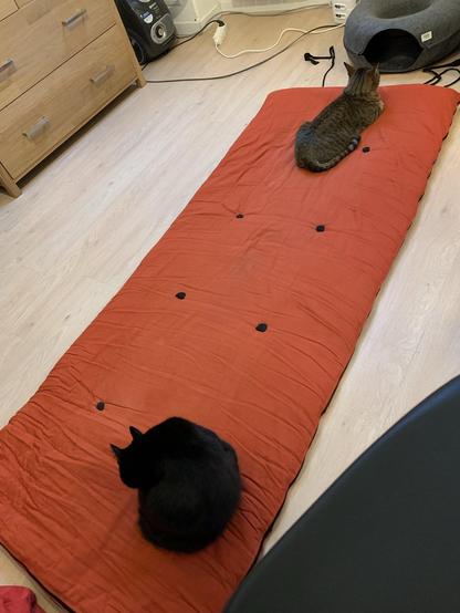 Photo de mon tapis de yoga déroulé sur le sol. On voit dessus 2 chats qui s'y sont installés chacun d'un côté du tapis.