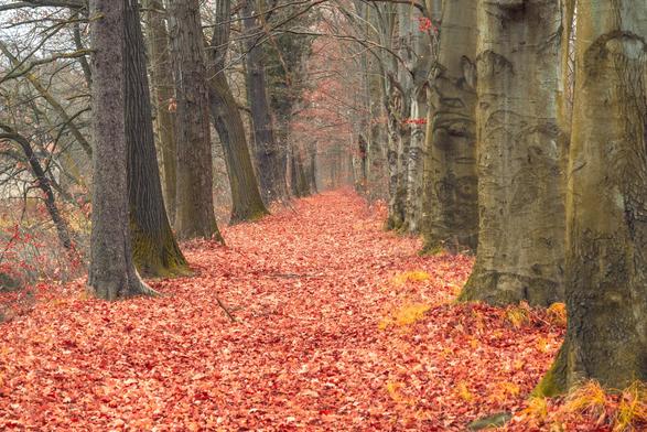 Bukowa 艣cie偶ka wok贸艂 wyspy