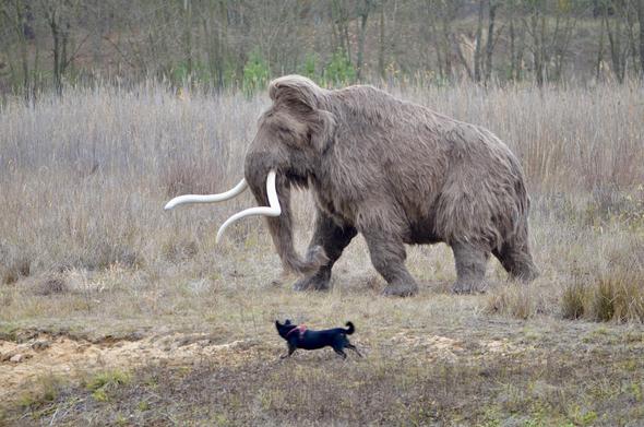 A real looking mammoth in Polish grasslands, a black dog in the foreground shows that it has real life dimensions. It's a reconstruction by Studio Kamyk.pl for nature education, photo from their FB site. Don't share this photo without the source and link to their work!