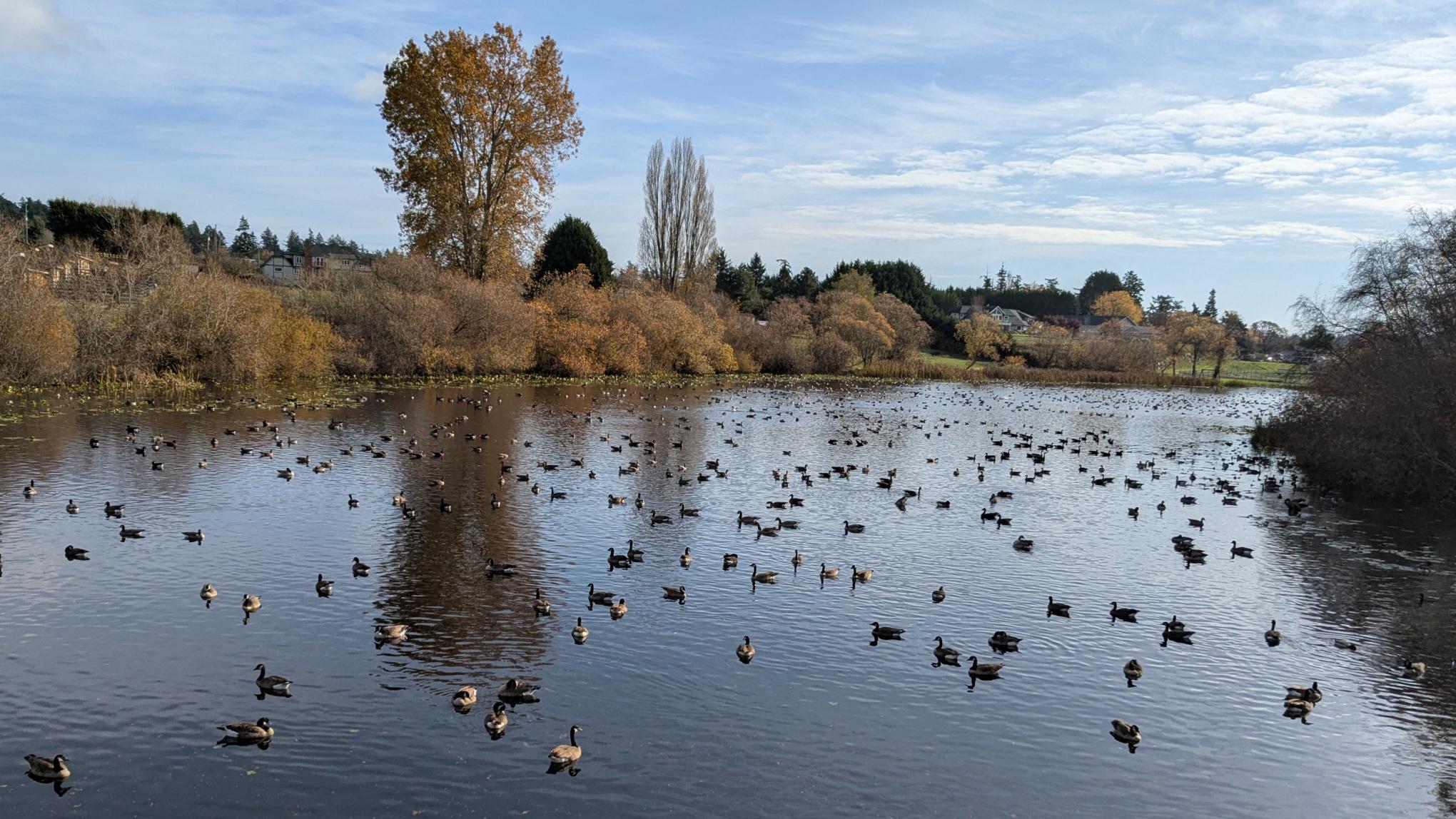 Trees in autumn colours line the banks of a small lake and are reflected faintly in the water. On the lake, as far as the eye can see, are hordes of Canada geese.