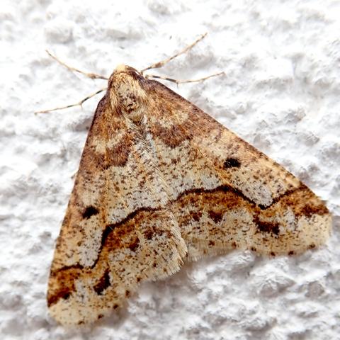 an einer weiß gestrichenen hauswand sitzt ein falter mit den flügeln flach seitlich und nach hinten abgelegt, so dass sich insgesamt eine dreieckige silhouette ergibt. die flügel sind von feinen schüppchen bedeckt, hell ockergelb und fein gesprenkelt. im vorderen bereich verläuft eine mittelbraune binde über die ganze breite, auf halber höhe und recht weit außen ist auf jeder seite ein schwarzer punkt und ein stück vor der hinterkante verläuft wieder eine mittelbraune binde, diesmal durch eine dünne schwarze linie nach vorne kontrastiert.