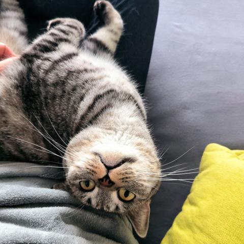 A grey tabby cat lying on her back on a woman's lap, looking expectantly at the camera.