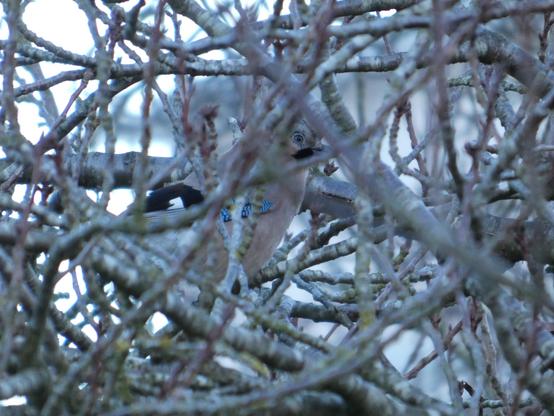 Eine Nahaufnahme von Geäst. Darin sieht man einen Eichelhäher. Man kann die Augen und sein mehrfarbiges Gefieder erkennen.