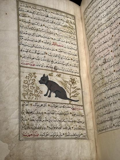 Islamic manuscript with an illustration of a cat