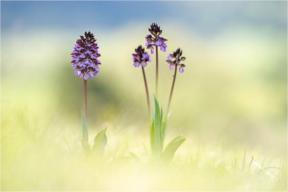 zwei blühende Orchideen, Pflanzen nebeneinander stehend, links Einzelrispe, rechts Dreier-Blüte, rundum sehr helles, unscharfes Gras, die Pflanzen selbst abgeschattet, im Hintergrund im bläulichen Schatte liegende Bergwand