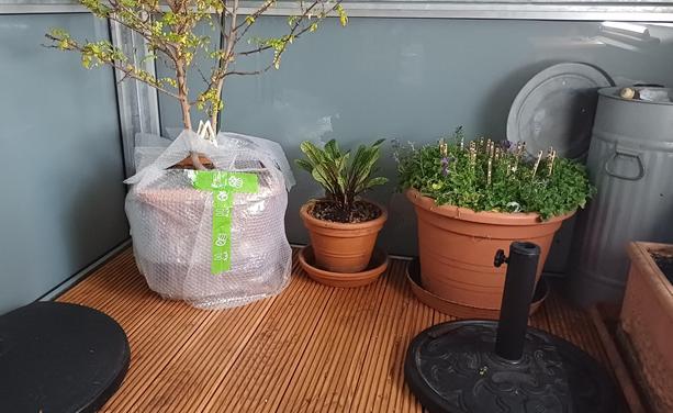 Der Topf des Sanshōbaums eingewickelt mit Air-Bag.