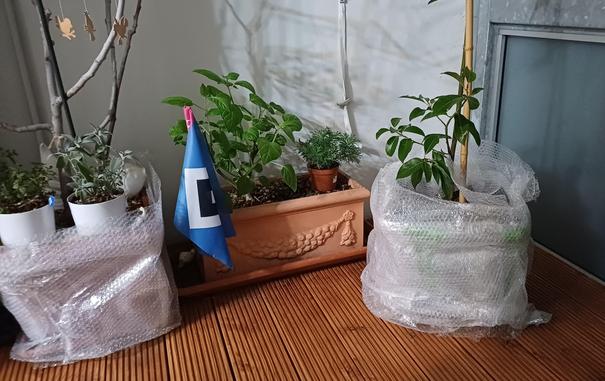 Feige & Lorbeer mit Air-Bag eingewickelt