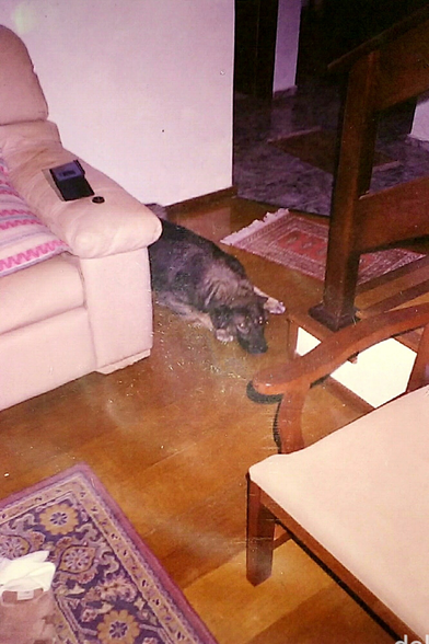 Fotografia colorida digitalizada, com falhas, de um cão grande tipo pastor deitado sobre o piso de madeira de uma sala, ao lado de um sofá, com as patas dianteiras para Frente, olhando para a câmera com cara de dó.