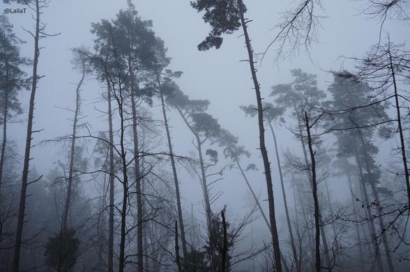 Hohe Nadelbäume mit dünnen kahlen Stämmen ragen in den dunkelgrauen Himmel. Sie sind in dunstigen Nebel gehüllt.