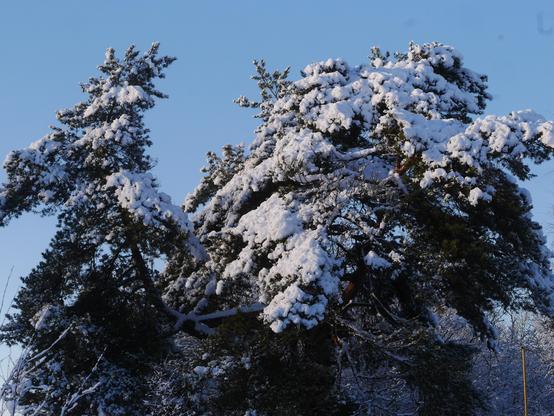 Разлапистая верхушка сосны, покрытая снегом, на фоне голубого неба. Снег таким образом лежит на ветвях, что кажется что я вижу в ветвях лицо.