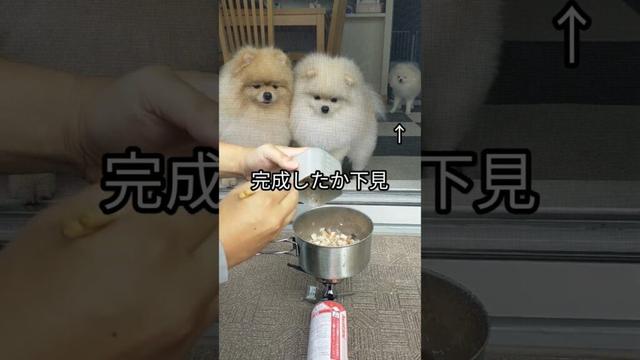 筑前煮 #ポメラニアン #クッキング