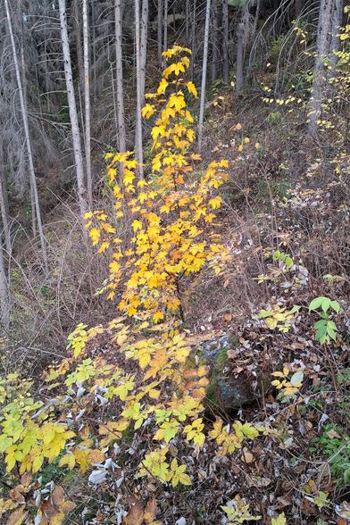 A young mountain maple tree in the middle of a dead spruce forest