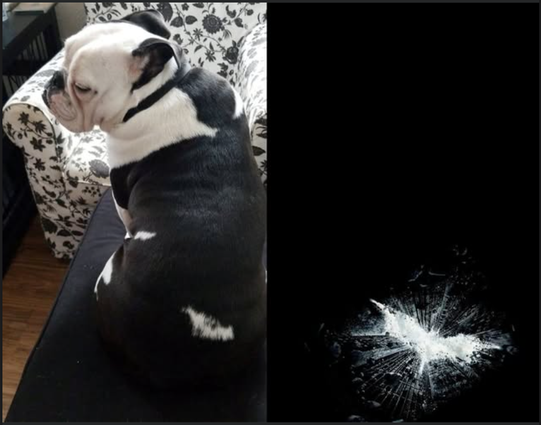 Rose the English Bulldog and the Batman logo from the Dark Knight Rises