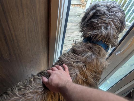 A large dog, an Irish Wolfhound, with sandy brown fur is standing at an open door and looking outside.  The picture is looking down at his back, and a human's hand is reaching out and patting him.