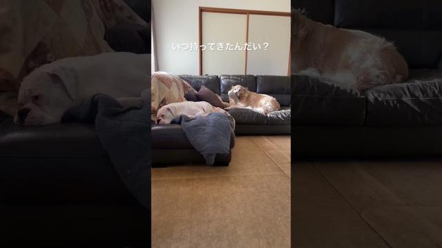 あら?あー?チャムー? ゴールデンレトリバー ボクサー犬