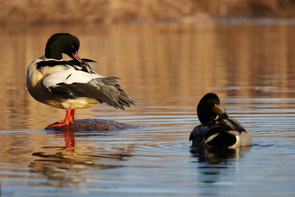 A photo of a male goosander standing on a rock surrounded by water on a sunny day in November 2025. It is preening its feathers. There is also male mallard in the water next to the goosander.