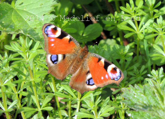 Een dagpauwoog met wijd open vleugels op kleefkruid.