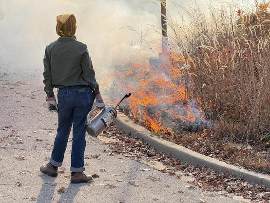 A girl stands with a drip torch waiting for some progress before continuing down the line