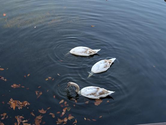 Motive: Die drei Schwäne sind durch ihr braun-weiss geflecktes Gefieder deutlich als Jungtiere zu erkennen.

Aktivität: Zwei der Schwäne (in der Bildmitte) sind beim Gründeln (Nahrungssuche) und tauchen ihre Köpfe und Hälse unter Wasser. Von ihnen sind nur die Körper zu sehen, die leichte Wellenkreise verursachen.

Vordergrund: Der dritte Schwan (unten links) hat den Kopf gerade an der Wasseroberfläche, was ebenfalls kleine Wellen erzeugt.

Umgebung: Das Wasser ist dunkel und ruhig. Zahlreiche braune Herbstblätter treiben auf der Oberfläche, mit einer grösseren Ansammlung am unteren linken Bildrand.