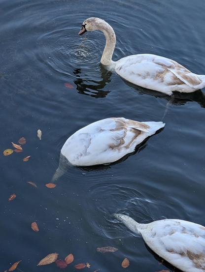 Zwei der Schwäne sind dabei, ihren Hals und Kopf unter die Wasseroberfläche zu tauchen (sogenanntes "Gründeln"), um nach Nahrung zu suchen. Man sieht hauptsächlich ihre weissen Körper und den oberen Teil ihrer Hälse.

Ein dritter Schwan ist mit dem Hals aufgerichtet und blickt nach unten. Er hat gerade gefressen oder trinkt und es sind leichte Kräuselungen im Wasser zu sehen.

Alle drei Schwäne haben ein weisses Gefieder, das stellenweise, besonders auf dem Rücken und den Flügeln, bräunlich oder hellbraun verfärbt ist. Dies deutet darauf hin, dass es sich um junge, nicht ausgewachsene Höckerschwäne (Jungschwäne) handelt.

Das Wasser ist dunkelblau bis fast schwarz. Einige braun-rote, herbstliche Blätter treiben auf der Oberfläche und verstärken den Eindruck einer kühlen Spätherbst- oder Winterstimmung.