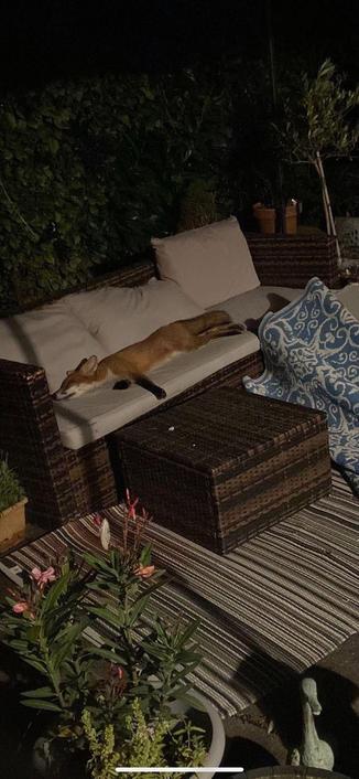 Foto: Schlafender Fuchs auf einem Sofa das draußen steht.