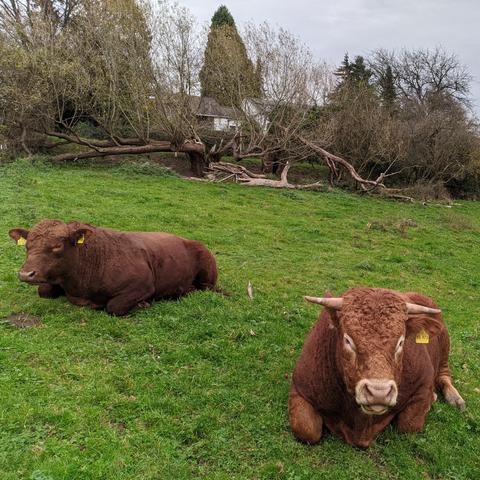 Zwei Rinder auf einer grünen Wiese, dahinter graubraune Sträucher und wenige Bäume. Das Rind im rechten Vordergrund hat rotbraunes, stark gekräuseltes Fell, eine hellrosa vordere Schnauze, zwei fast waagerecht abstehende Hörner. Es liegt mit eingezogenen Beinen im Gras und schaut in die Kamera. Das im links etwas dahinter ebenso ruhende Rind hat etwas dunkler rotbraunes Fell, keine Hörner und schaut nach links. Beide Rinder haben in jedem Ohr jeweils eine gelbe Marke.