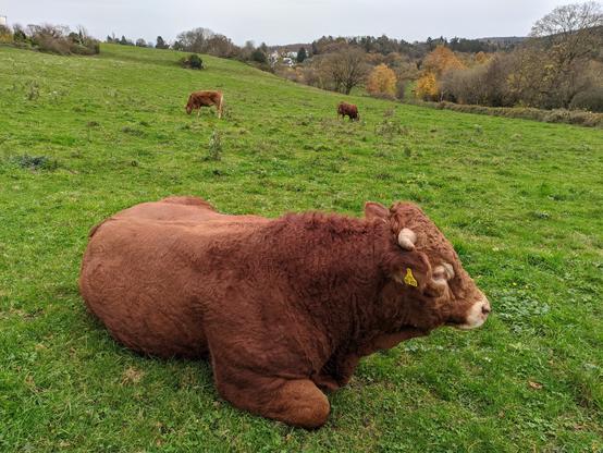 Ein Rind mit rotbraunem Fell liegt mit eingezogenen Beinen auf einer grünen Wiese, zum rechten Bildrand hin ausgerichtet, so dass ein Horn an der Seite des Kopfes zu sehen ist. Im Hintergrund sind auf der gleichen Wiese zwei weitere rotbraune Rinder zu sehen, die stehend grasen. Ganz weit im Hintergrund sind viele Bäume am Horizont sichtbar.
