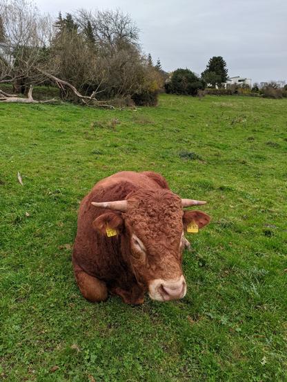 Ein rotbraunes Rind mit zwei fast waagerecht vom Kopf abstehenden Hörnern ruht mit eingezogenen Beinen auf einer Wiese. Die vordere Schnauze ist hellrosa, in den Ohren seine jeweils gelbe Marken zu sehen. Im oberen Teil/Hintergrund des Bildes reicht die Wiese bis zu ein paar graubraunen Sträuchern und Bäumen und vereinzelt sichtbaren Häusern.