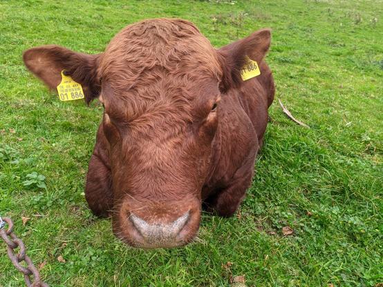 Groß im Bild ist der gesamte Kopf und der mit eingezogenen Beinen ruhende Körper eines Rindes mit rotbraunem Fell auf einer grünen Wiese zu sehen. Das Fell ist vor allem in der oberen Hälfte der Kopfvorderseite leicht gekräuselt. Die etwas buschiger behaarten Ohren stehen zu den jeweiligen Bildrändern hin ab, in beiden ist eine gelbe Marke mit einer Nummer zu sehen. Der Blick des Rindes geht in die Kamera. Ganz unten links in der Bildecke sind vier rostige Glieder einer Kette zu sehen.