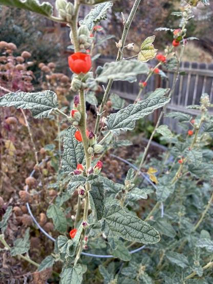 The orange flowers of a Globe Mallow are still bursting out in mid-November. The flowers are bright orange, the leaves green.