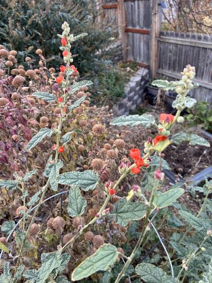 The orange flowers of a Globe Mallow are still bursting out in mid-November. The flowers are bright orange, the leaves green. Behind them are fading Bee Balm plants, which have turned reddish-brown as they dry.
