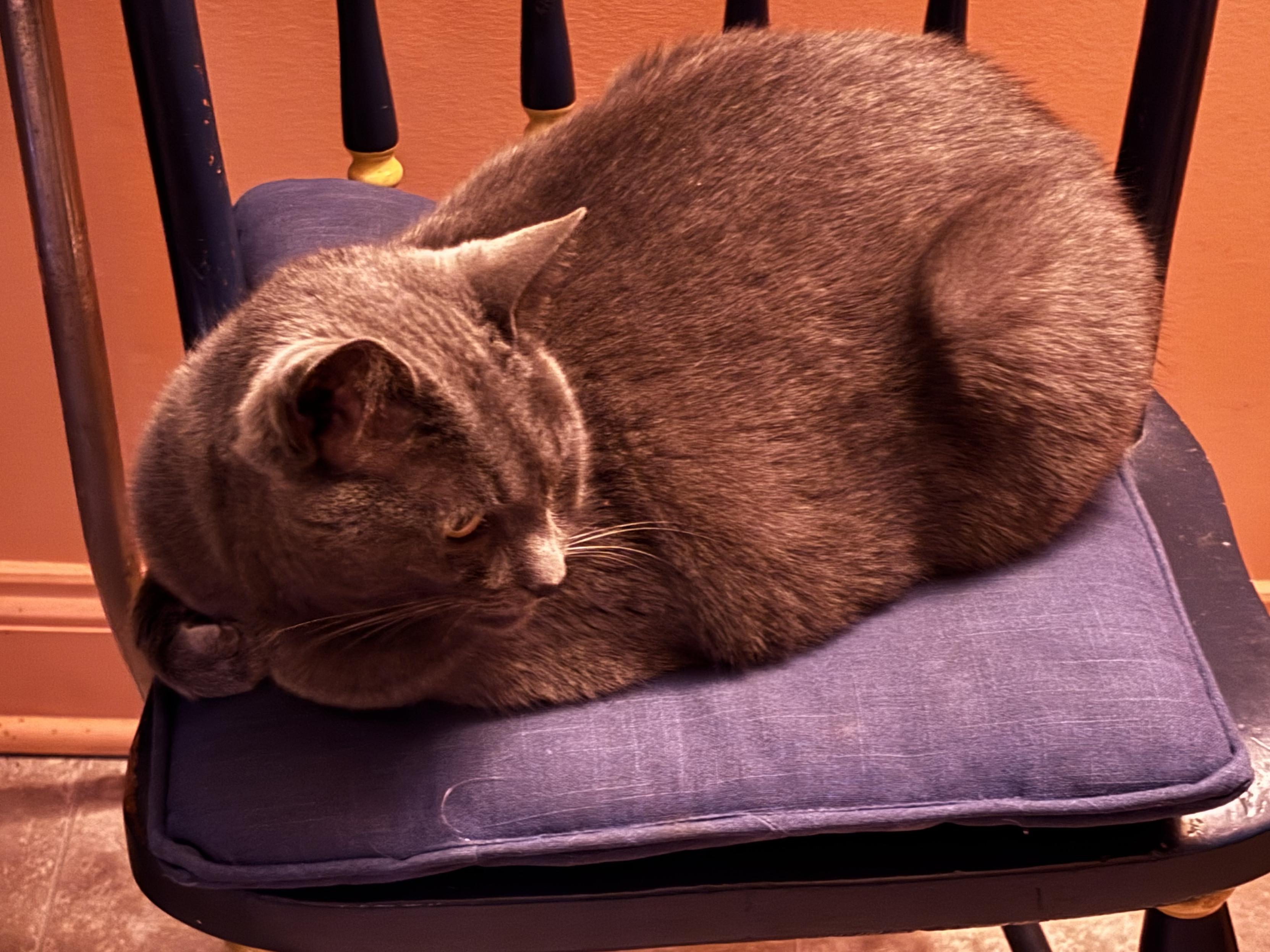 a cat resting on a chair