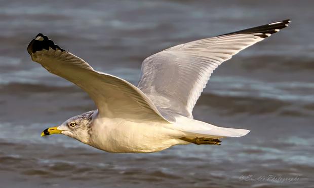 "A solitary ring-billed gull slices through the air above a blurred, silvery expanse of water. Its wings are fully extended in a graceful arc, revealing a tapestry of soft gray feathers edged with crisp black tips—like ink brushed onto parchment. The bird’s body is sleek and streamlined, its white plumage glowing against the muted backdrop. Its yellow beak, marked with a distinct black ring near the tip, points forward with quiet determination. The gull’s eye is sharp, alert, and framed by a subtle shadow that adds depth to its gaze. The background is a soft blur of rippling water, lending motion and serenity to the scene while keeping the gull in sharp, commanding focus. The image captures not just a bird in flight, but a moment of sovereign elegance—midair poise frozen in time." - Microsoft Copilot