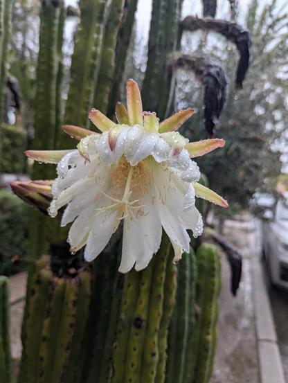 A photo of a white cactus flower drooping a bit in the rain.