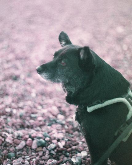 Fern a black schipperkie cross sitting on a stony beach with the film stock shifting the colour towards purple