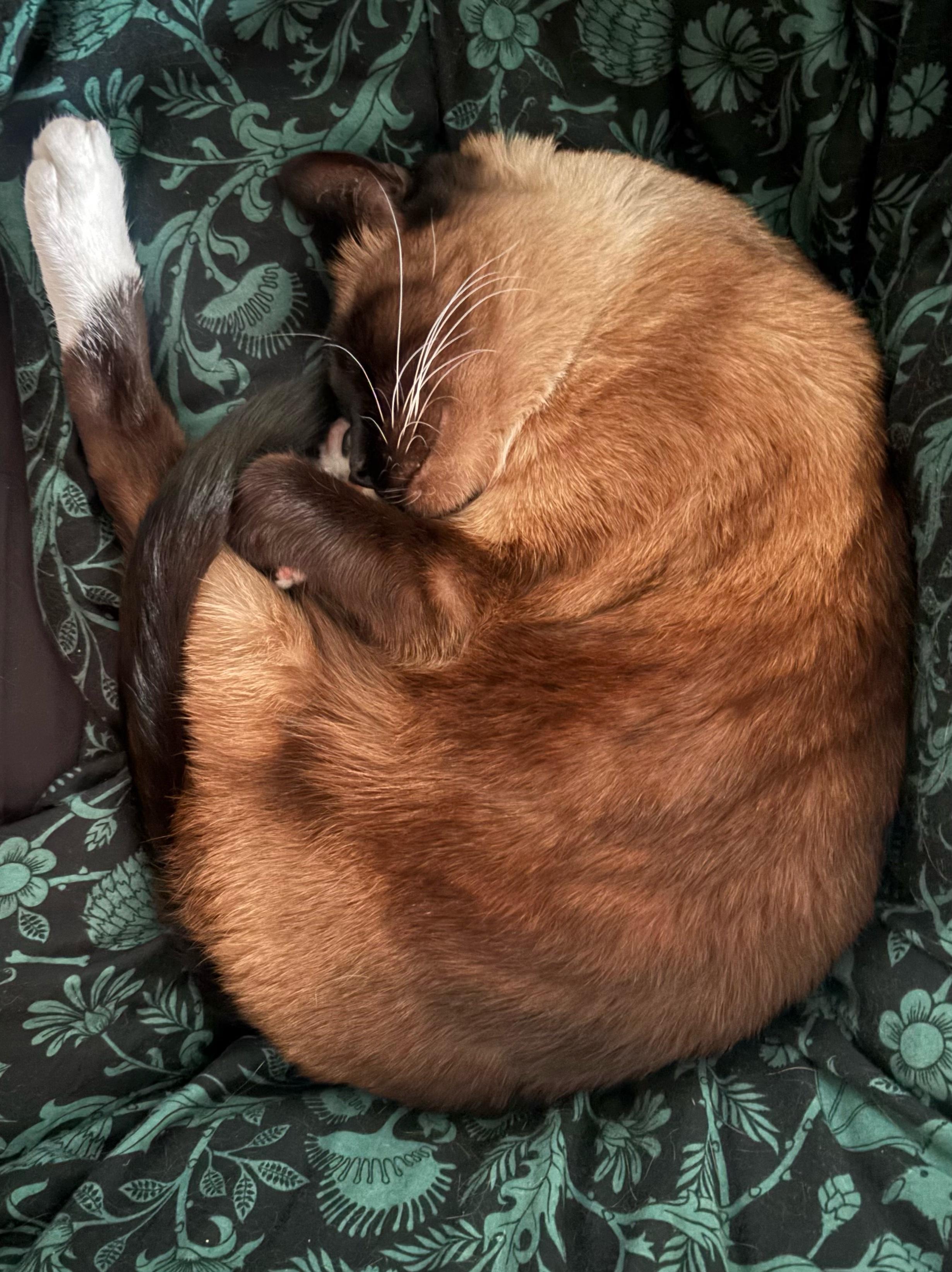 Siamese cat curled up on a black and green comforter, sleeping soundly