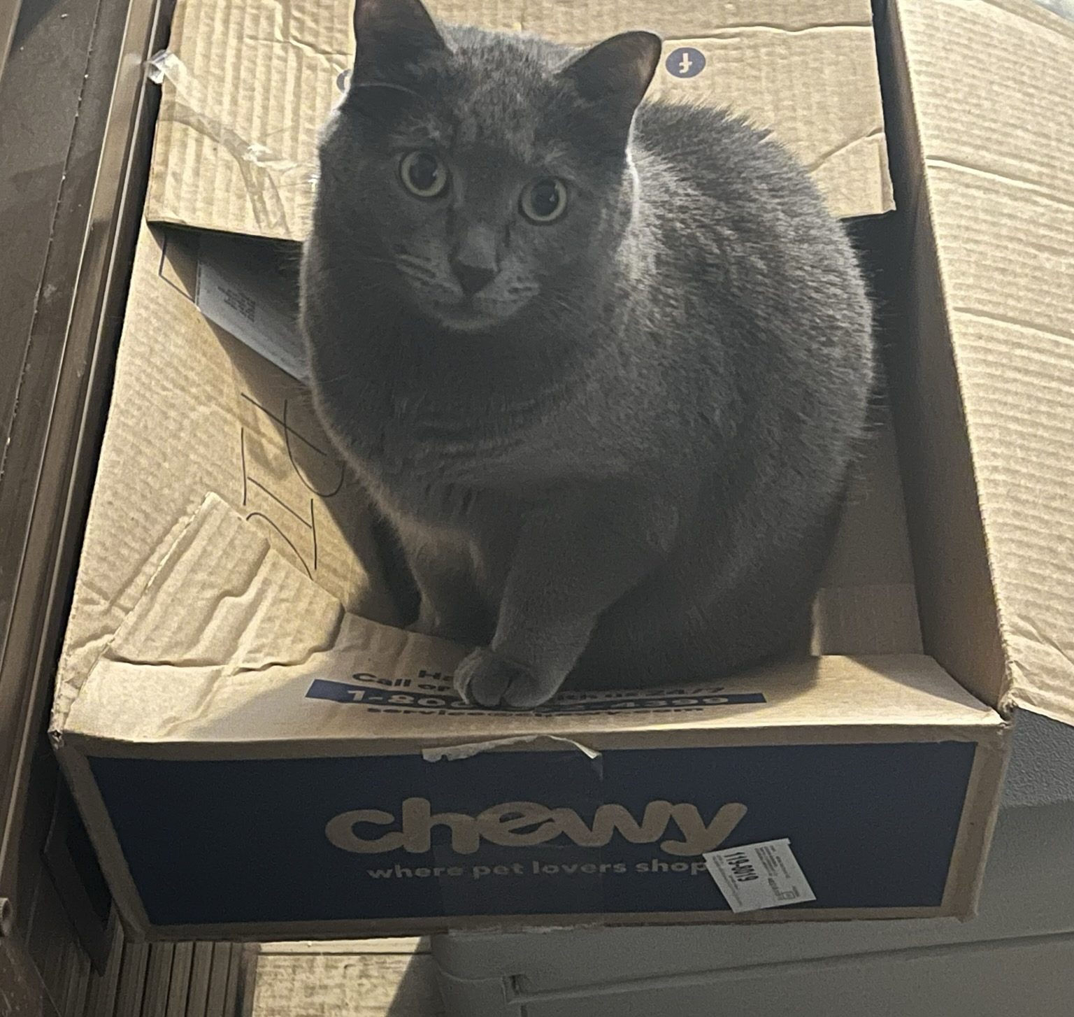 A grey cat sits in a chewy box while wondering why I keep sticking a camera in her face.