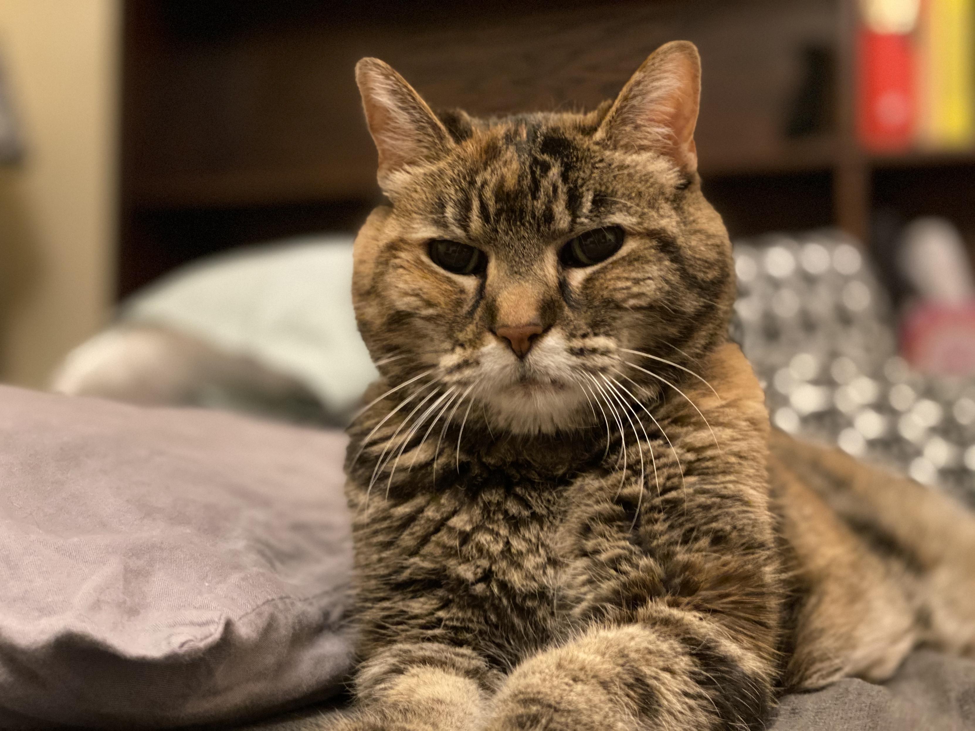 Laney, a tortoiseshell tabby cat, looking at the camera.