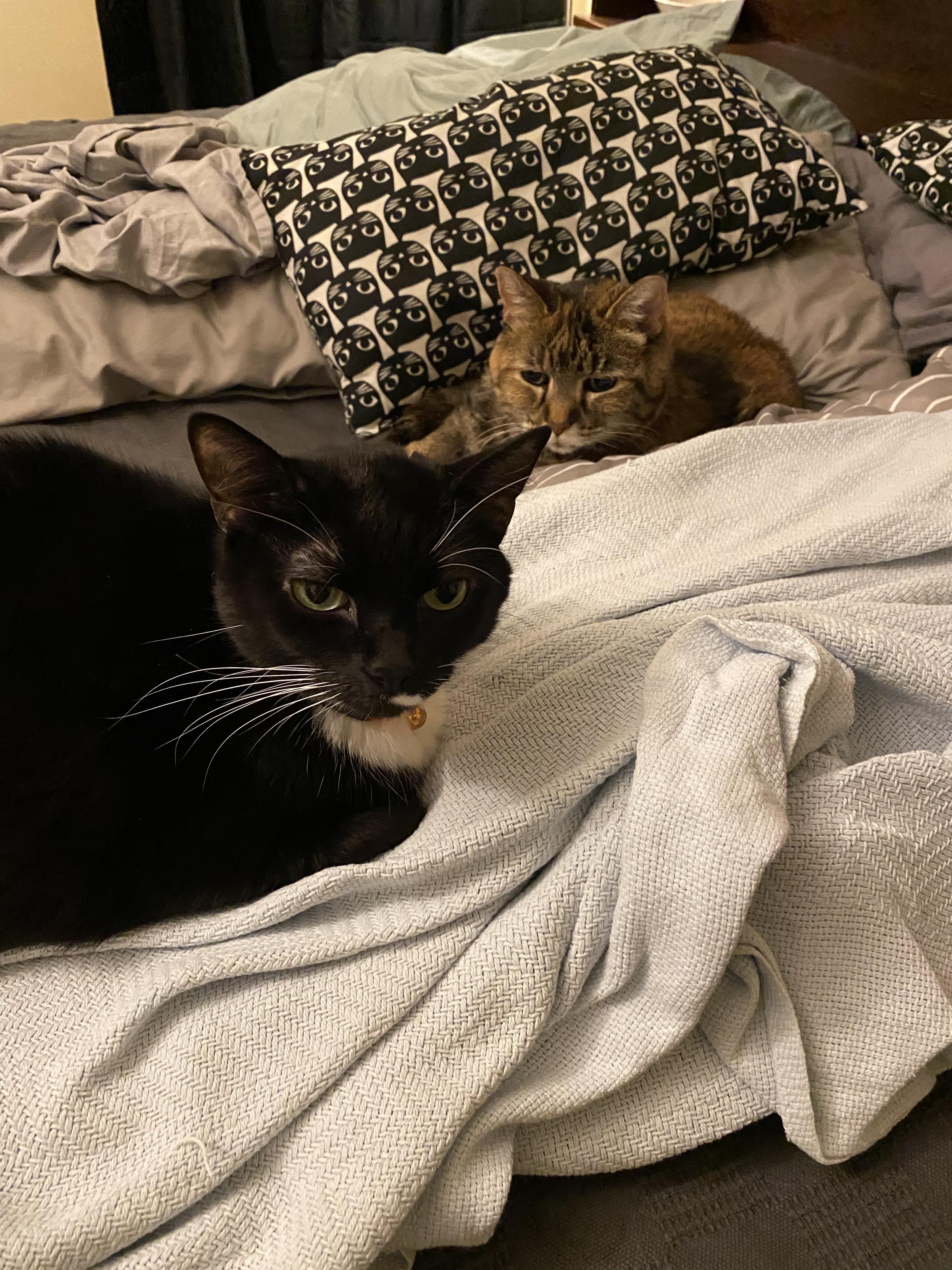 Two cats lying on a bed.