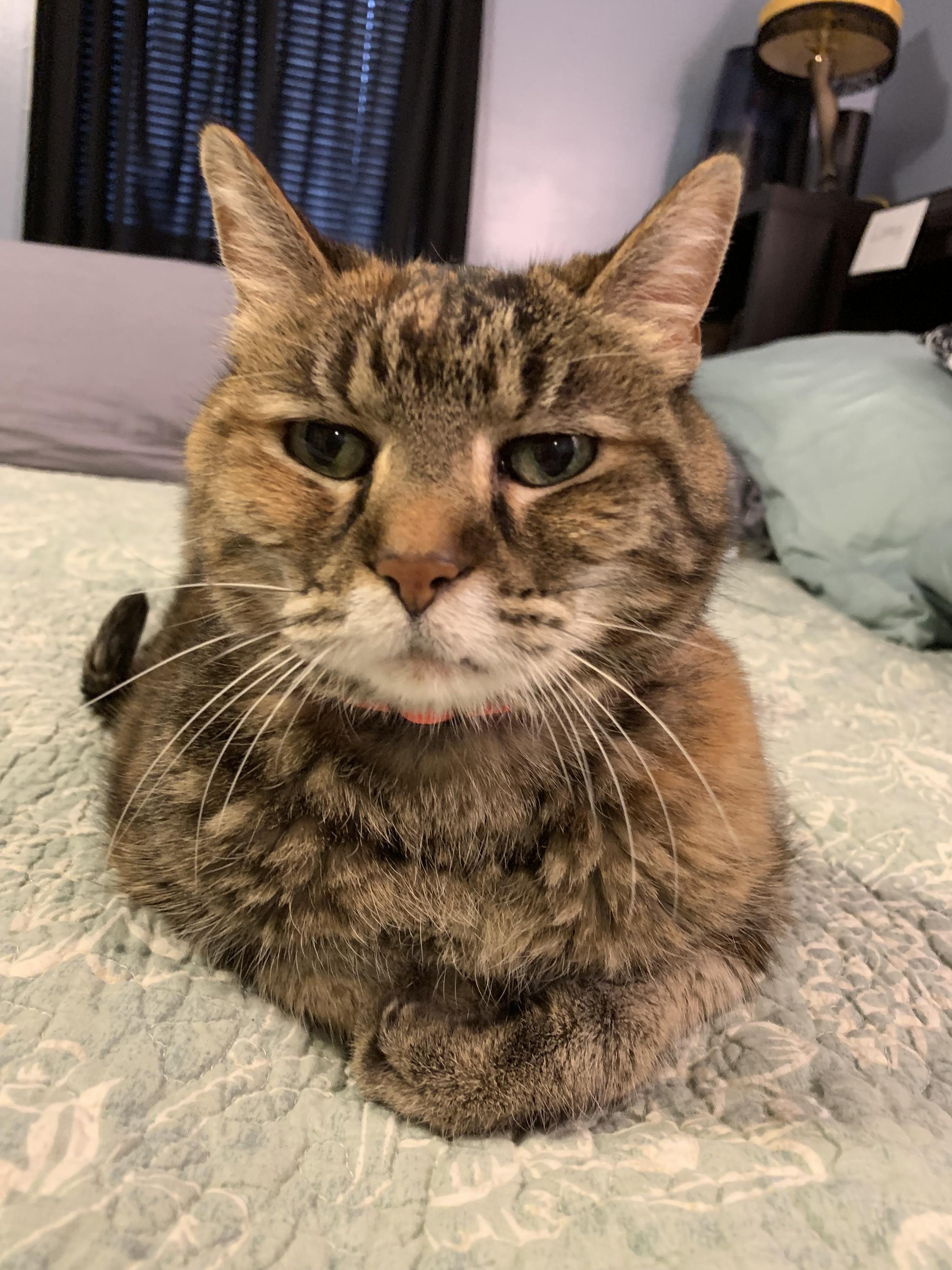 Laney, a tortoiseshell tabby cat, looking at the camera with her paws crossed.