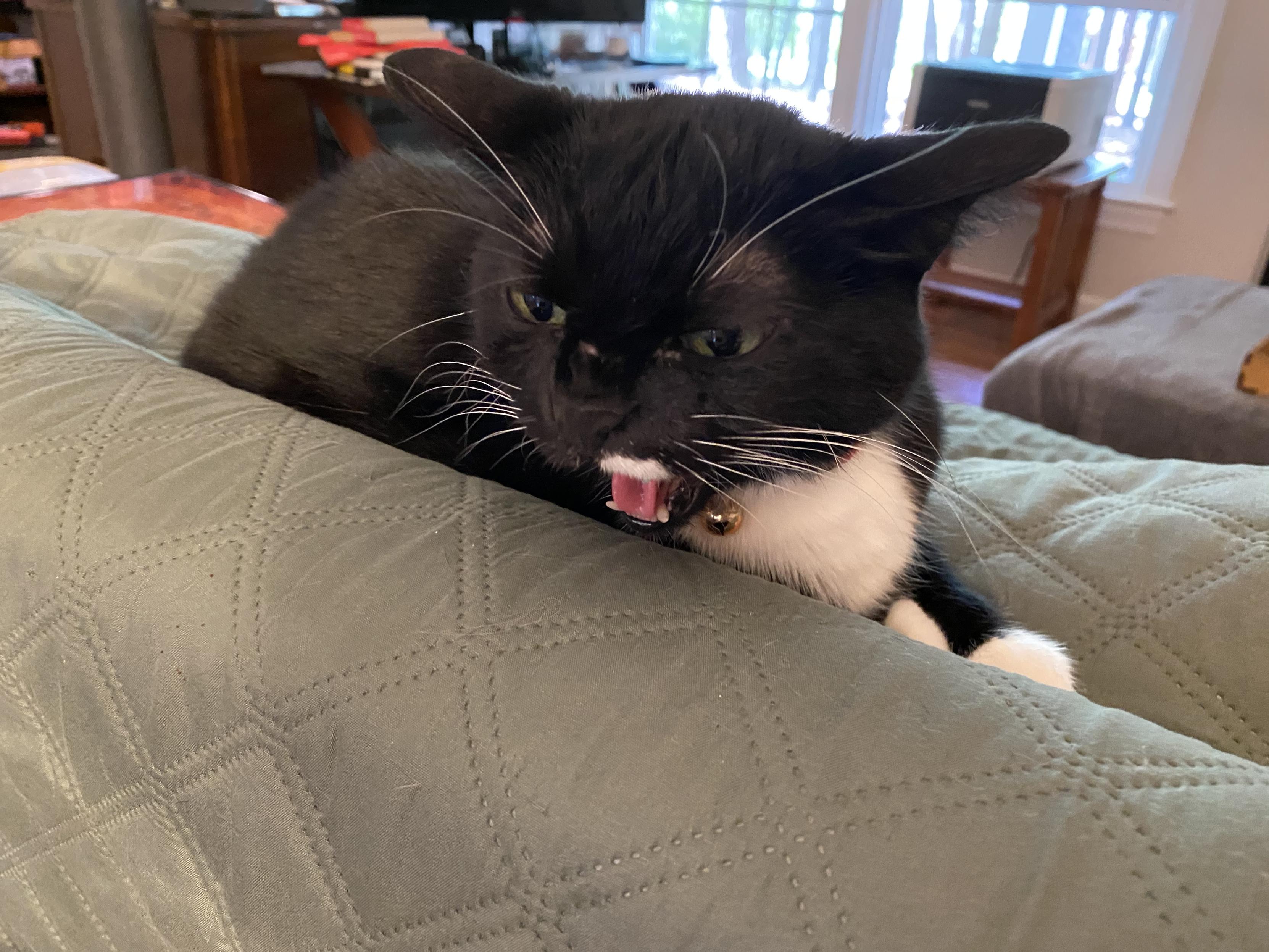 Lilah, a tuxedo cat, making an angry face at another cat (off camera).