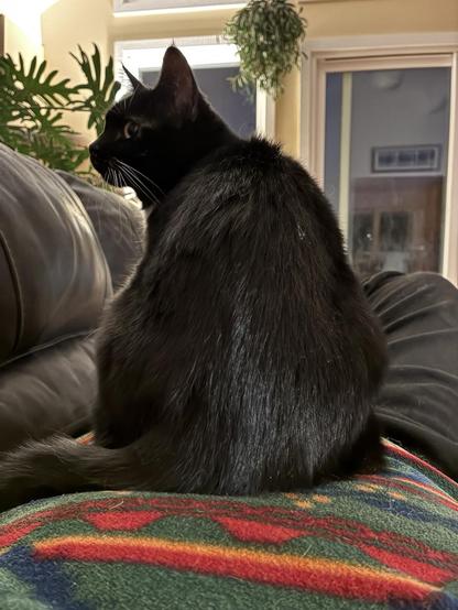 Mimu is a short haired cat. She is mainly black, with white on her chest. Her front feet are white. She has green eyes and white whiskers. She is sat on my chest, facing away from me.