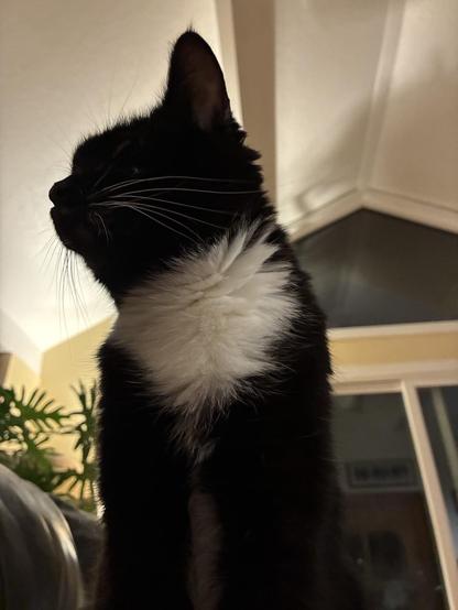 Mimu is a short haired cat. She is mainly black, with white on her chest. Her front feet are white. She has green eyes and white whiskers. She is sat on my chest.