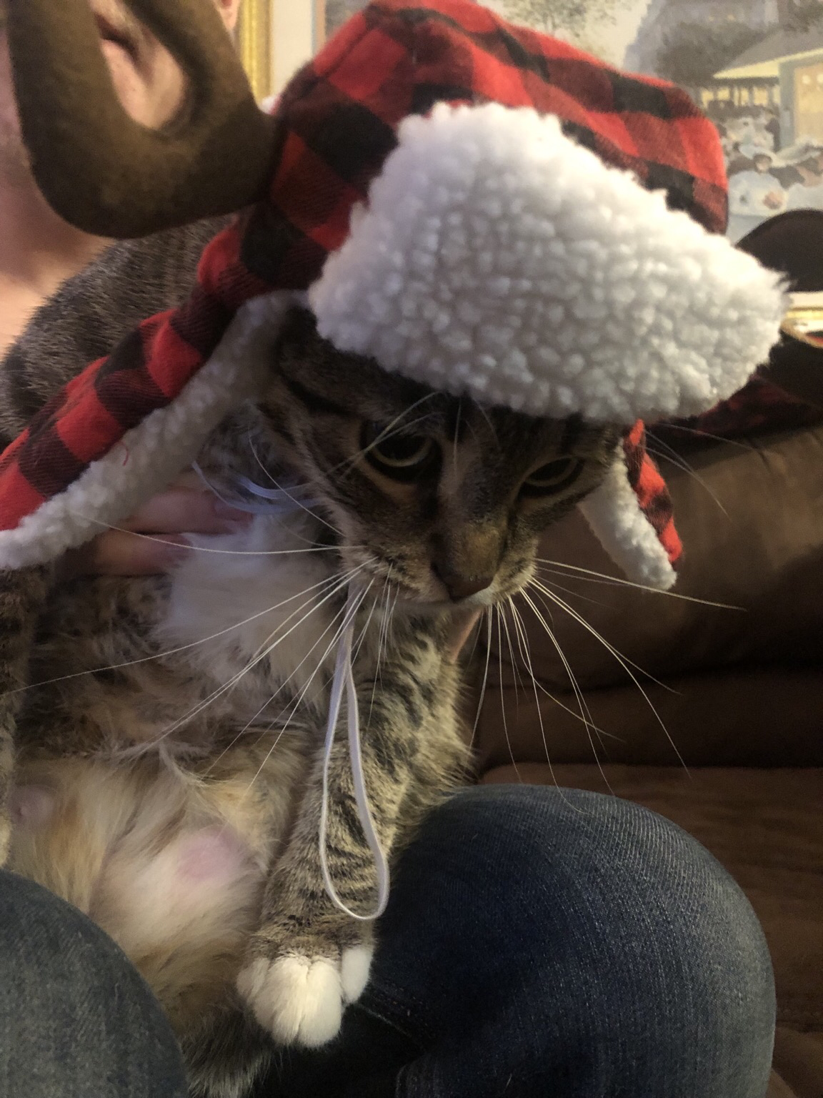 A gray cat with long white whiskers wearing a tiny winter hat with stuffed antlers