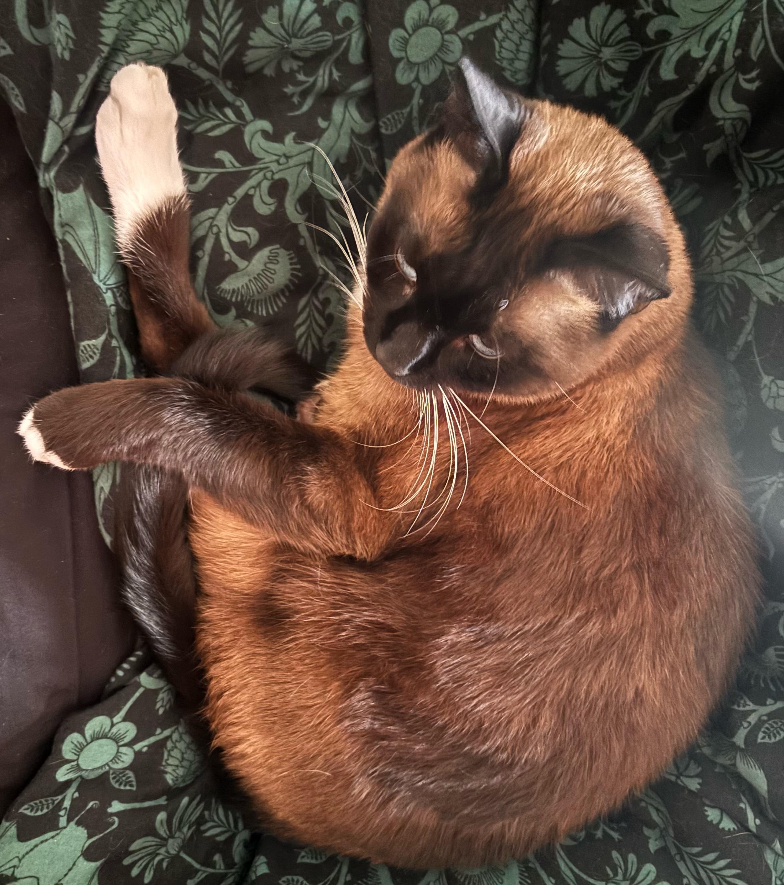 Siamese cat awake but he has feelings about it